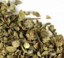 Lišće borovnice: korisne osobine i kontraindikacije recenzije