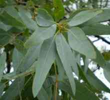 Lišće eukaliptusa: primjena i svojstva