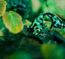 Žaba dart žabe - Dangerous Beauty