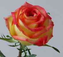 Miljenik mnogih vrtlara - Rose "Ambiance"