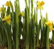 Omiljeni proljeće cvijet. Narcis: uzgoj i njegu