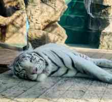 Best Zoo u Anapa