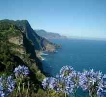 Madeira. Mišljenje o ovom procvatu otok