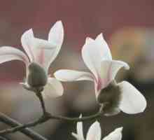 Magnolia grandiflora: opis i uzgoj