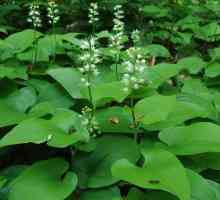 Maianthemum bifolium - šuma ukras