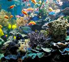 Malo umjetni ekosistem akvarijum. Kako se zatvorenih ekosistem akvarij?