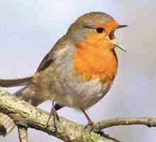 Robin - ptica proljeće
