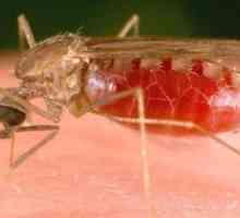 Anopheles komaraca. Kako je to opasno ujeda?