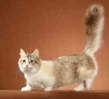 Munchkin - korotkolapye mačke: rasa karakteristike