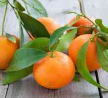 Mandarina nego dobro za organizam? Bone mandarina: korisna svojstva