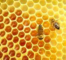 Med divljih pčela: ljekovita svojstva, indikacije za upotrebu