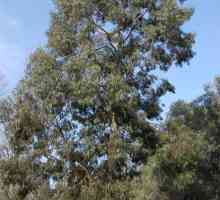 Eukaliptusa med. Glavne karakteristike i svojstva