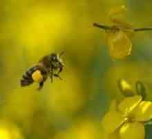 Silovanje meda: naročito korisna svojstva, kontraindikacije