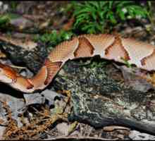Copperhead obični - zmija naših šuma
