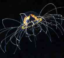 Gonionemus Vertens: opis, fotografije. Šta učiniti ako ujela meduza-Araneus?