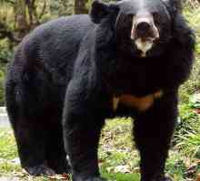 Sloth bear - životinja sa neobičnim izgledom i čudne navike