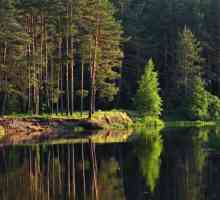 Meshchersky šume: opis, priroda, funkcije i recenzije. Meshchersky ivica: lokacije, prirode i…