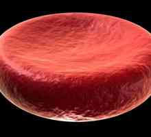 Mjesto crvenih krvnih zrnaca. Struktura crvenih krvnih zrnaca