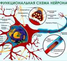 Mijelin omotač nervnih vlakana: oporavak funkcija