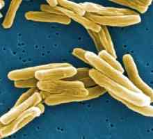 Mycobacterium tuberculosis: karakteristike podataka mikroorganizama