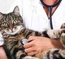 Mikoplazmoze kod mačaka: simptomi i liječenje