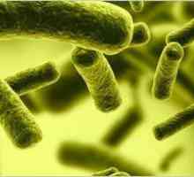 Crevne mikroflore: oporavak, droge, lista, uputstvo za upotrebu i povratne informacije