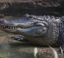 Mississippi aligator: staništa, dijeta, fotografije
