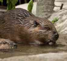 Beaver meso: korisne osobine. Beaver mesa možete jesti?