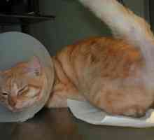 Urolitijaze u mačke - simptomi, liječenje