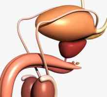 Urogenitalnog muško sistem: strukture. Bolesti genitourinarnog sistema kod muškaraca