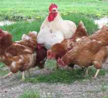 Može li se kokoši nose jaja bez petla? Da li kokoši nose jaja bez petla?