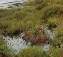 Sphagnum mahovine. Sphagnum Moss: fotografiju, gdje raste. Životni ciklus sphagnum mahovine