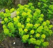 Euphorbia vrt: sorte