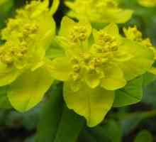 Euphorbia boja - vrt sastav svijetle naglasak
