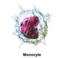 Monociti: normalno u krvi žena i djece