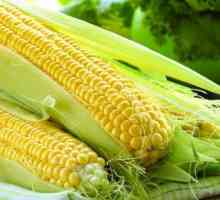 Mogu li jesti sirovi kukuruz? Korištenje vlažnih žitarica