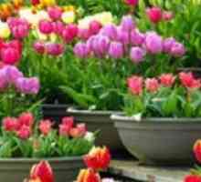 Da li je moguće posaditi tulipani u proljeće? Sadnja proljeće tulipani u zemlju