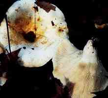 Da li je moguće pržiti gljive i kako to učiniti pravo, da se ne ukus gorak?