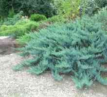 Juniperus "Plava alpe" - naročito sorte i njegu pravila