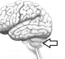 Mozak mali mozak. Struktura i funkcija malog mozga