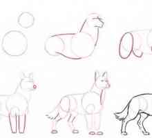 Mi ćemo vam pokazati kako nacrtati vuka u cijelosti i suočavaju se odvojeno