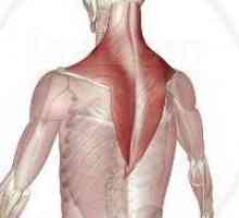 Trapez mišića: struktura i funkcija