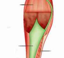 Mišići donjeg osoba ekstremiteta: struktura, funkcija
