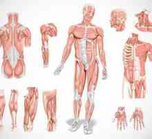 Mišići: vrste mišića, funkcija, svrha