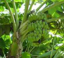 Šta rastu banane? Nije na dlanu ili čak na drvetu