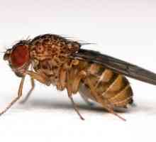 Dosadni fly Drosophila: kako se nositi s njima i kako spriječiti njihovo nastajanje