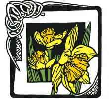 Narcis - nacionalni simbol Wales