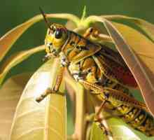 Insekata skakavci: šta jesti? Gdje živi?