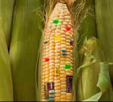 Naše zdravlje: Lista proizvoda koji sadrže GMO