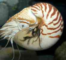 Nautilus (Clam): opis strukture i zanimljivosti